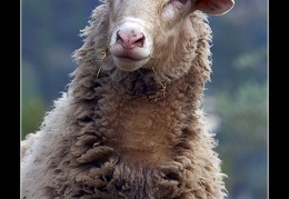 mallorka portret ovce