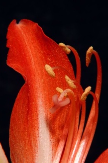 amarylis 01